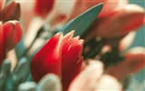 Širokoúhlý tapety květiny close-up (3) #2