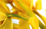 Widescreen-Wallpaper Blumen close-up (3) #3