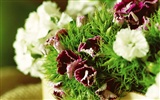 Widescreen wallpaper flowers close-up (3) #8