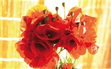 Widescreen wallpaper flowers close-up (3) #16