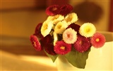 Widescreen wallpaper flowers close-up (3) #19