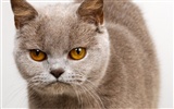 1600 Cat Photo Wallpaper (10) #8