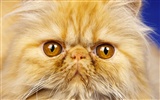 1600 Gato Foto Wallpaper (11)