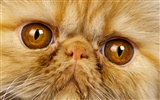 1600 Cat Photo Wallpaper (11) #3