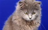 1600 Cat Photo Wallpaper (11) #17