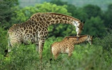 Widescreen Wallpapers Collection animale (6) #20