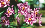 Widescreen-Wallpaper Blumen close-up (4) #4