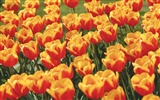 Widescreen-Wallpaper Blumen close-up (4) #7