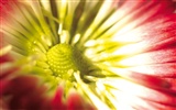 Widescreen wallpaper flowers close-up (4) #16