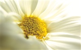 Widescreen-Wallpaper Blumen close-up (4) #17