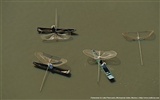 ヤンアルツスベルトラン航空写真が壁紙の驚異 #38867