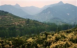 Lugar de nacimiento de montaña Song (Minghu obras Metasequoia) #2