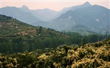 Mountain Song родине (Minghu Метасеквойя работ) #2