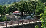 Mountain Song birthplace (Minghu Metasequoia works) #12