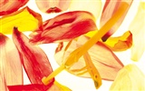 Widescreen wallpaper flowers close-up (5) #1