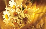 Widescreen wallpaper flowers close-up (5) #2