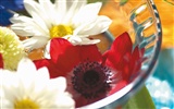 Widescreen-Wallpaper Blumen close-up (5)