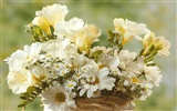 Widescreen wallpaper flowers close-up (5) #11