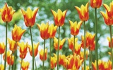 Widescreen wallpaper flowers close-up (5) #14