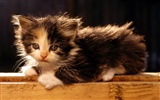 1920 Cat Photo Wallpaper (1) #2