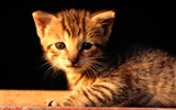 1920 Cat Photo Wallpaper (1) #5