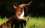 1920 Cat Photo Wallpaper (1) #7