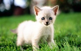 1920 Cat Photo Wallpaper (1) #8