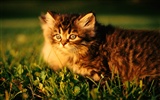 1920 Cat Photo Wallpaper (1) #10