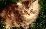 1920 Cat Photo Wallpaper (1) #11