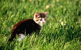 1920 Cat Photo Wallpaper (1) #14