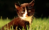 1920 Cat Photo Wallpaper (1) #20