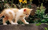 1920 Cat Photo Wallpaper (2) #2