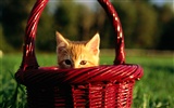 1920 Cat Photo Wallpaper (2) #4