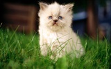 1920 Cat Photo Wallpaper (2) #5