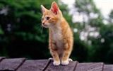 1920 Cat Photo Wallpaper (2) #9