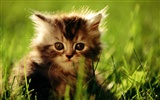 1920 Gato Foto Wallpaper (2) #14