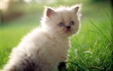 1920 Cat Photo Wallpaper (2) #15