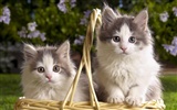 1920 Cat Photo Wallpaper (3) #5