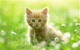 1920 Cat Photo Wallpaper (3) #10