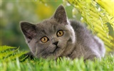 1920 Cat Photo Wallpaper (3) #11