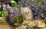 1920 Cat Photo Wallpaper (3) #12