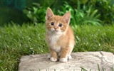 1920 Cat Photo Wallpaper (3) #15