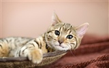 1920 Cat Photo Wallpaper (3) #16