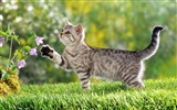 1920 Cat Photo Wallpaper (3) #17