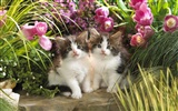 1920 Cat Photo Wallpaper (3) #18