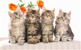 1920 Cat Photo Wallpaper (3) #19