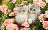 1920 Cat Photo Wallpaper (4) #5