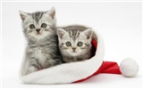 1920 Cat Photo Wallpaper (4) #8