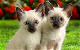 1920 Cat Photo Wallpaper (4) #10