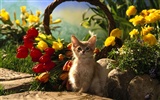 1920 Cat Photo Wallpaper (4) #11